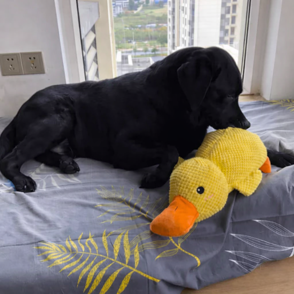 DoudouDuck™ – Jouet sonore apaisant pour chiens