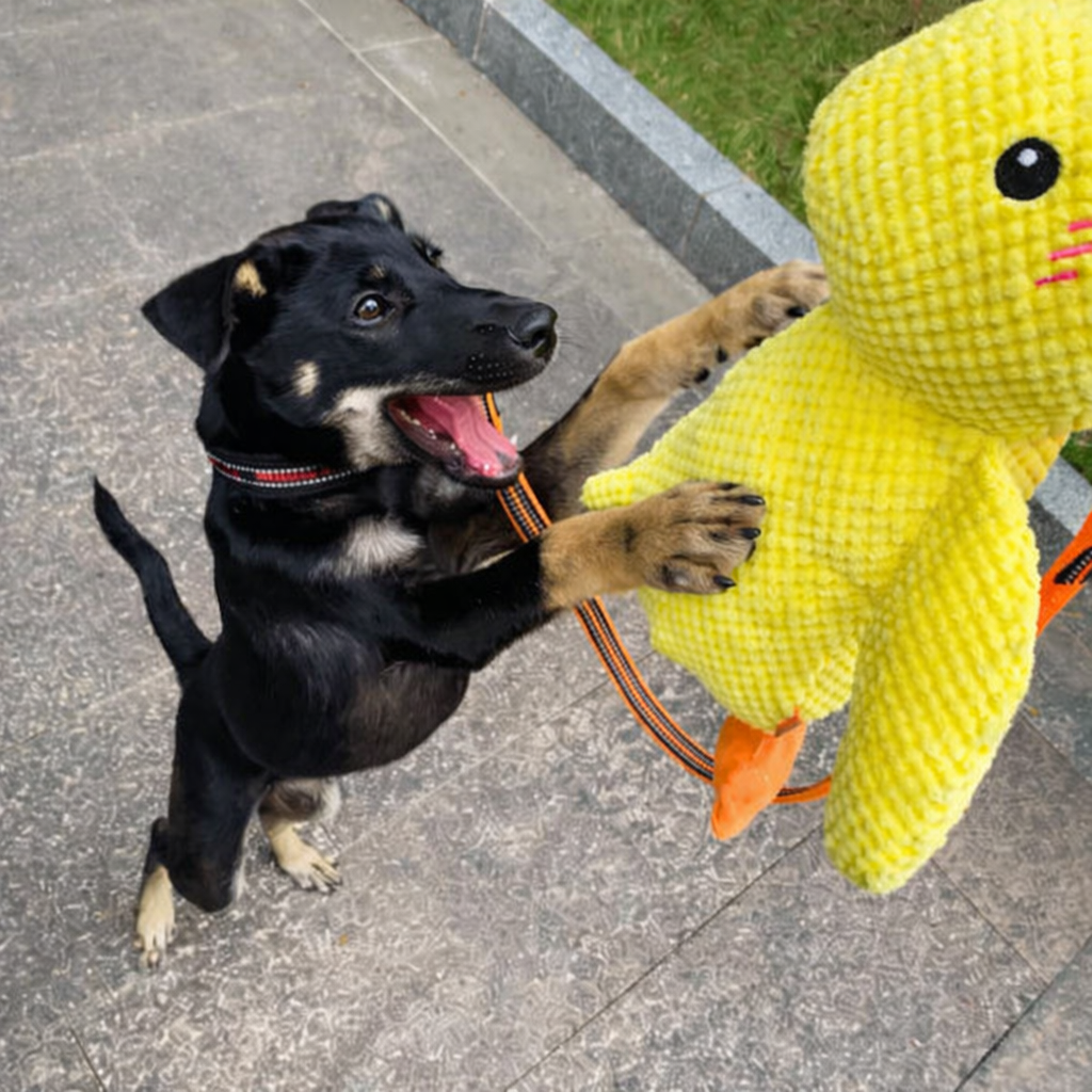 DoudouDuck™ – Jouet sonore apaisant pour chiens