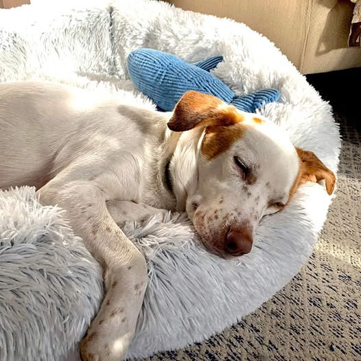 Doudoux™ – Coussin apaisant et orthopédique pour chien